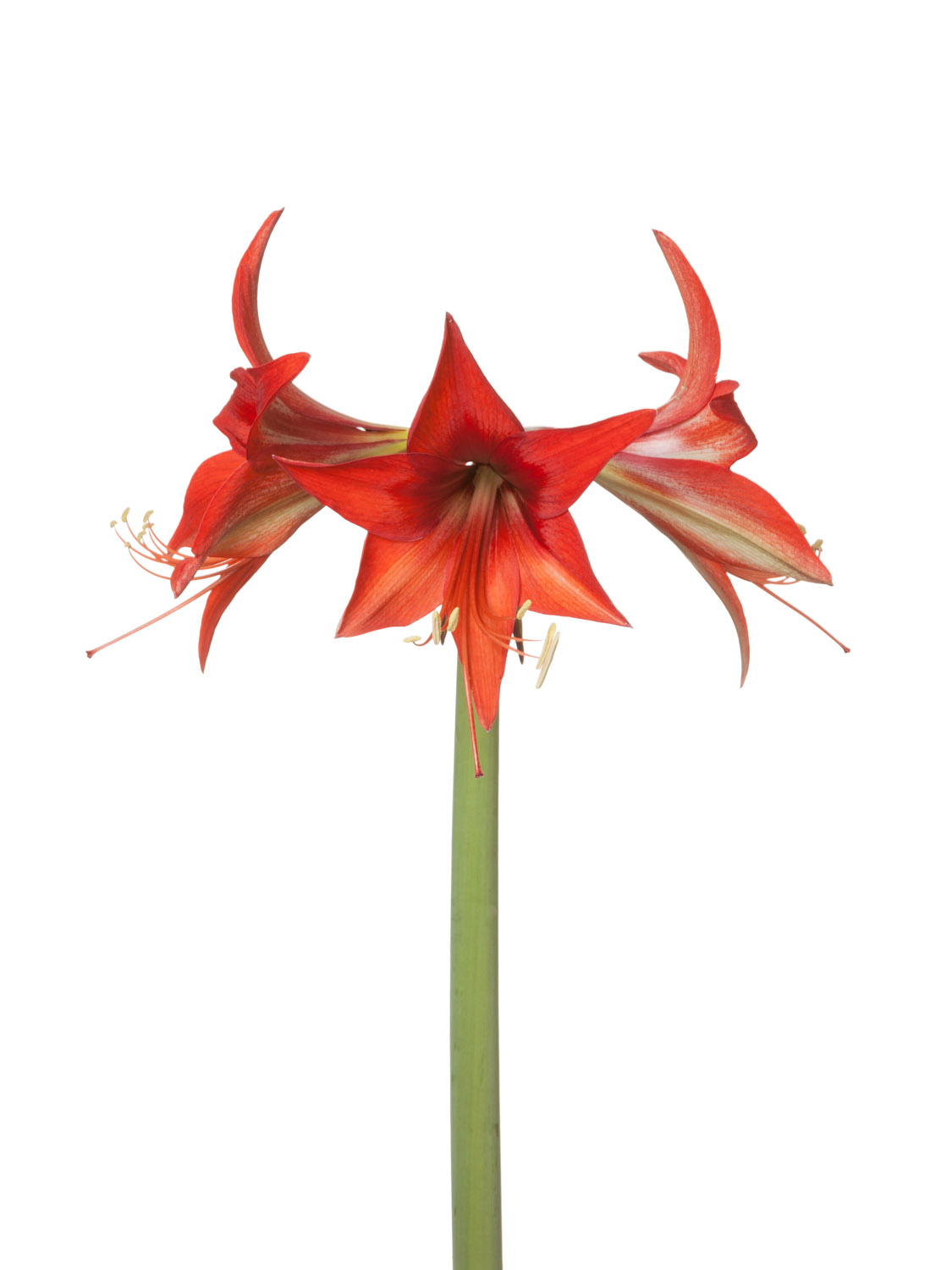 ende-flowers-amaryllis-autum.jpg