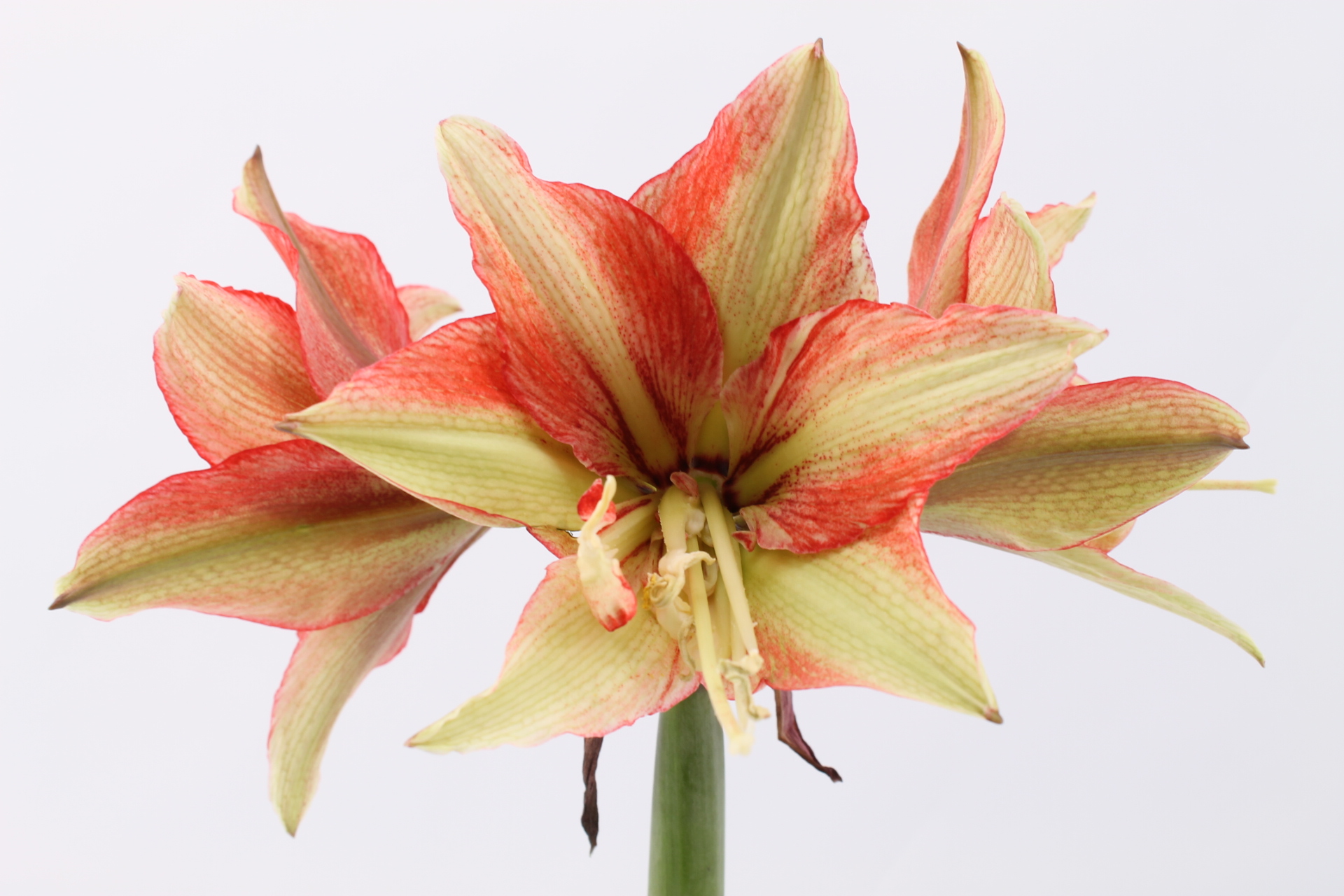ende-flowers-amaryllis-bentley.jpg