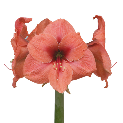 ende-flowers-amaryllis-bouquet.jpg