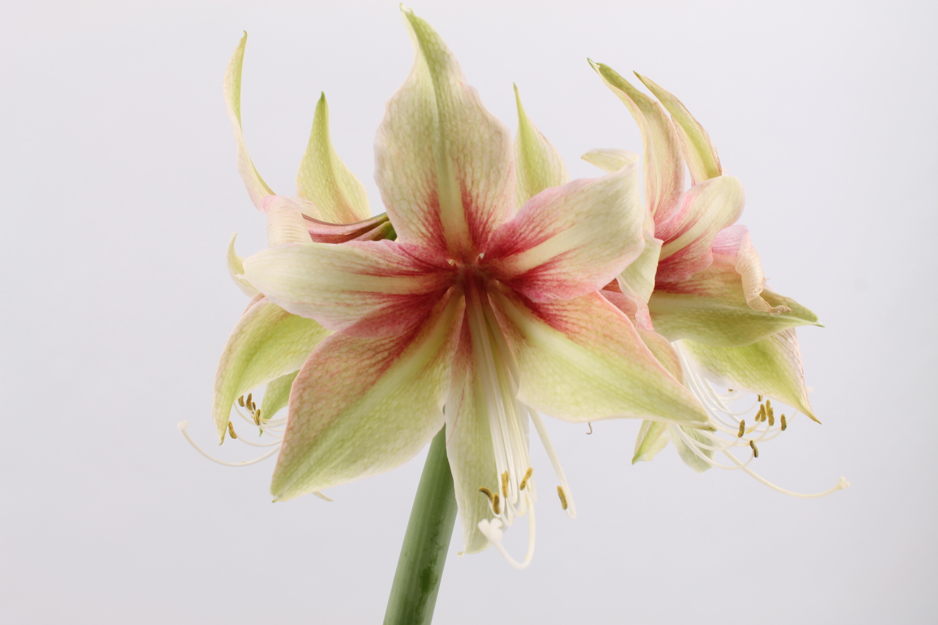 ende-flowers-amaryllis-dance-valley.jpg