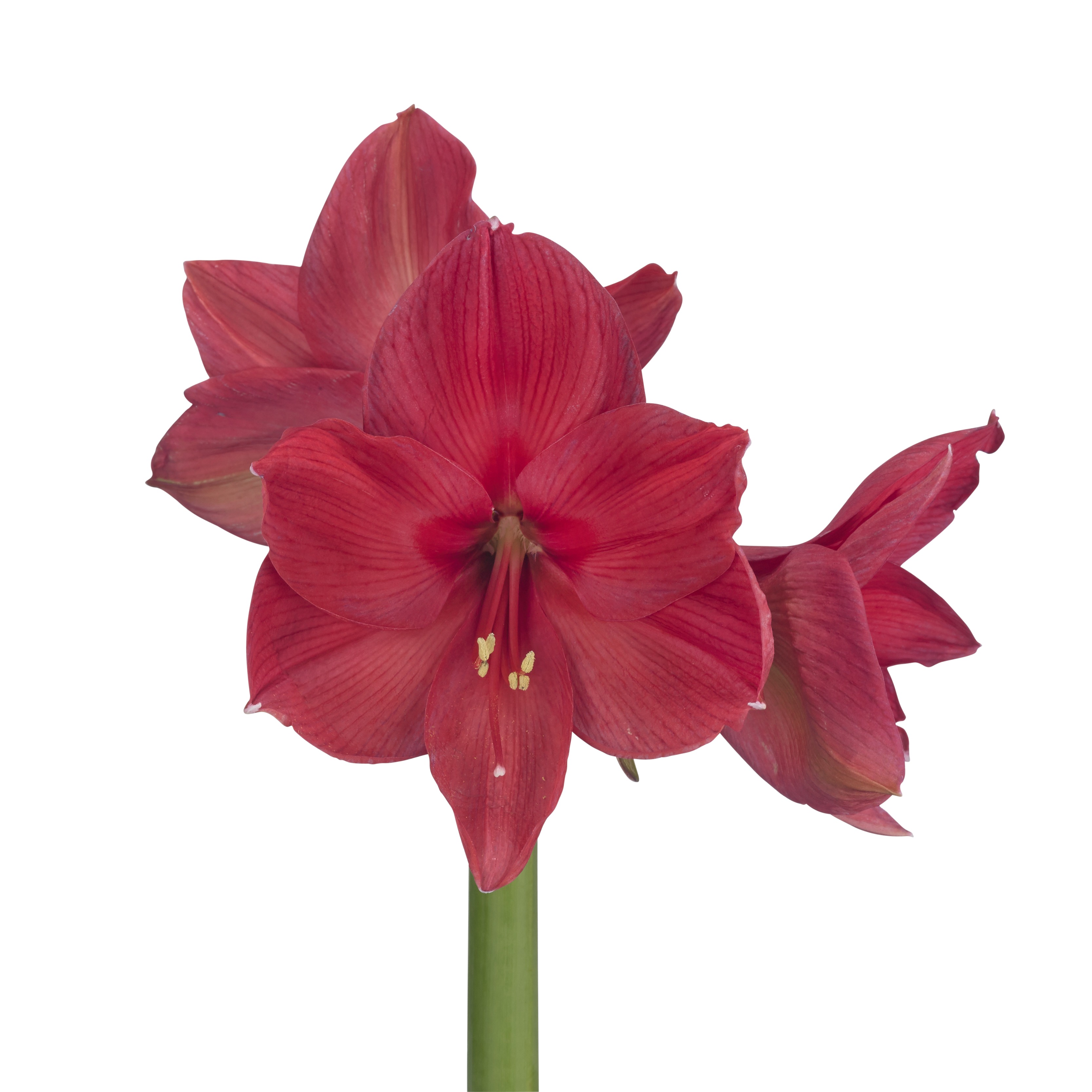 ende-flowers-amaryllis-isabella.jpg