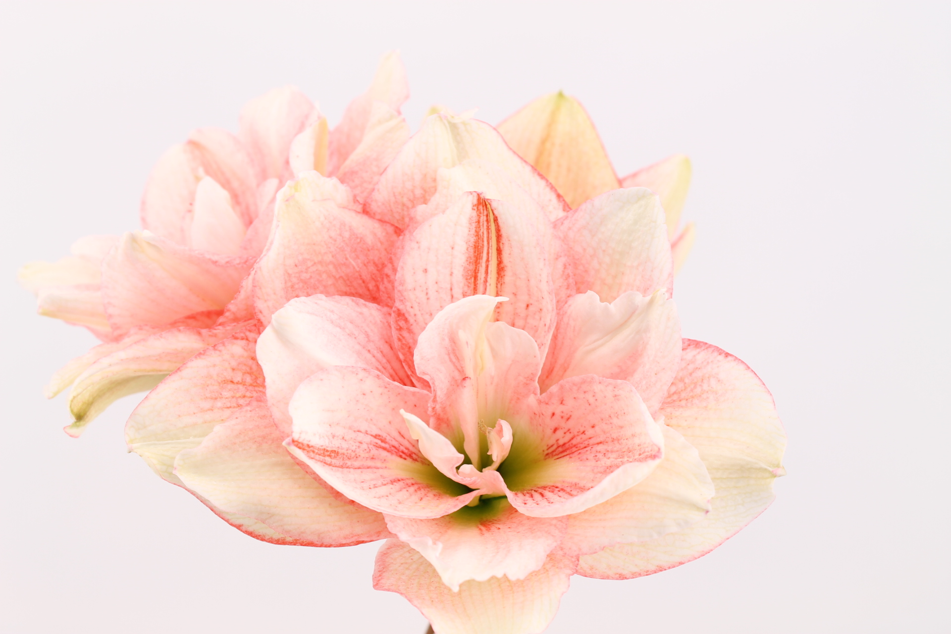ende-flowers-amaryllis-pink-glory.jpeg