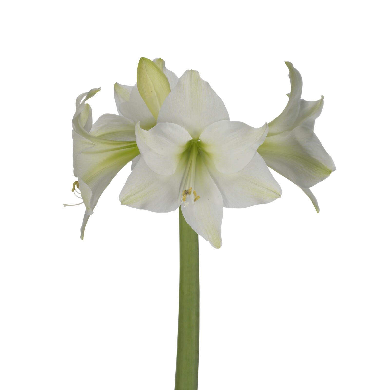 Amaryllis Costa Blanca