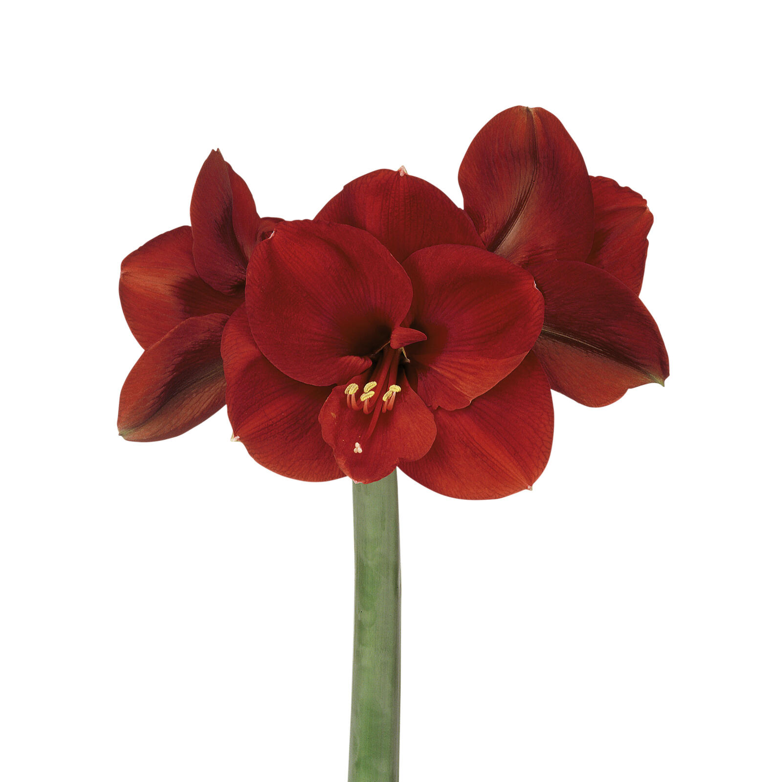 Amaryllis Ferrari