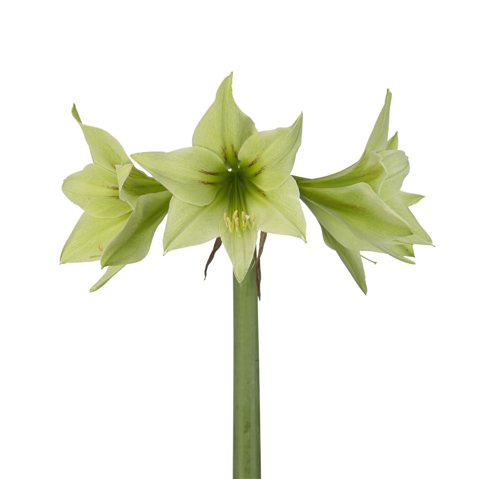 Amaryllis Green Valley