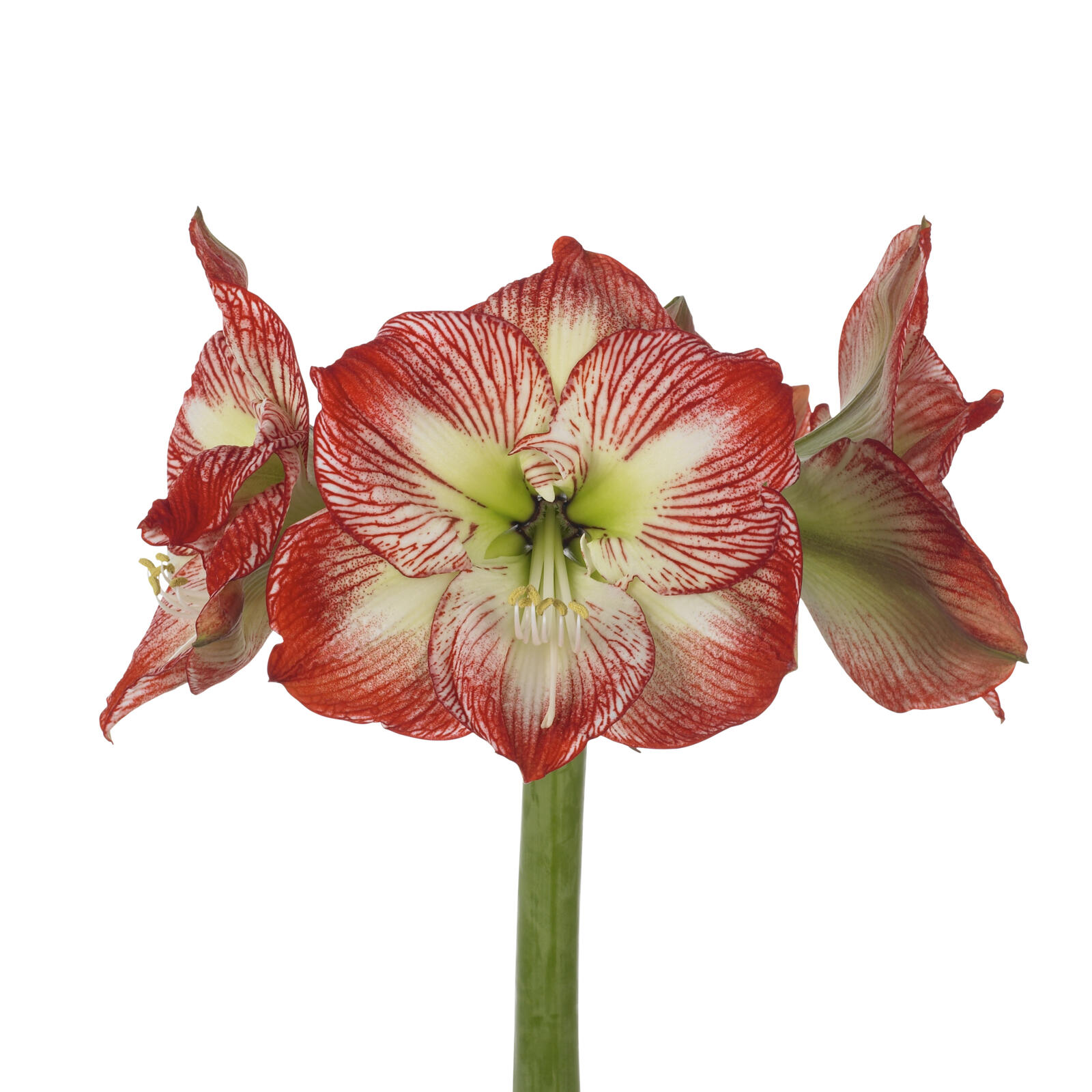 Amaryllis Megastar
