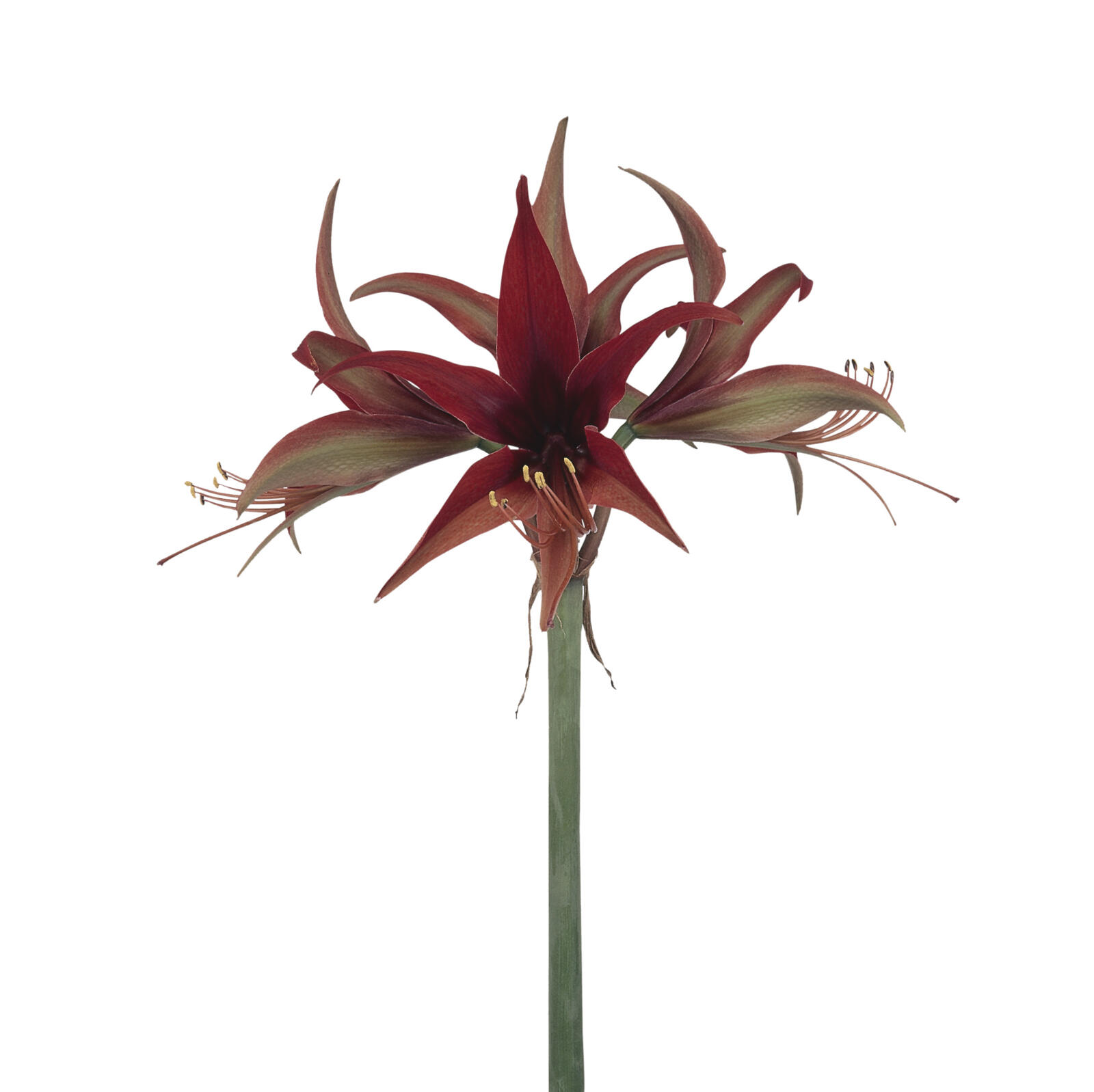 Amaryllis Merengue