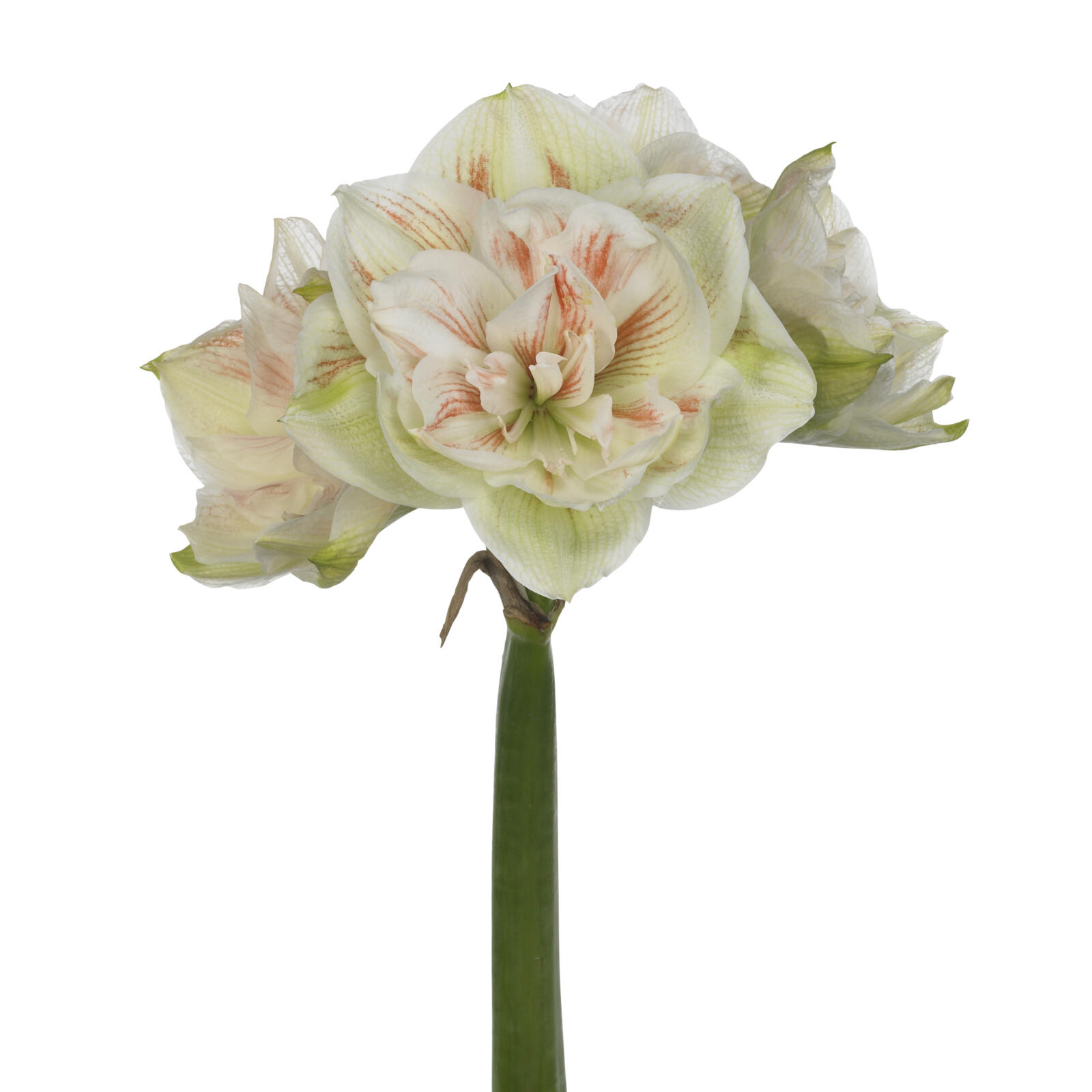 Amaryllis Nymph
