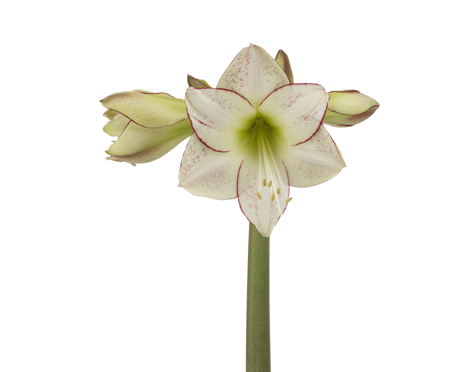 Amaryllis Picasso