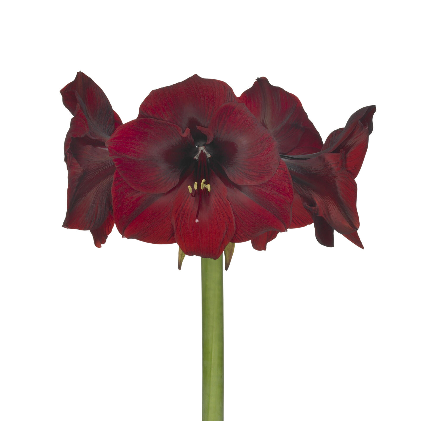 Amaryllis Royal Velvet
