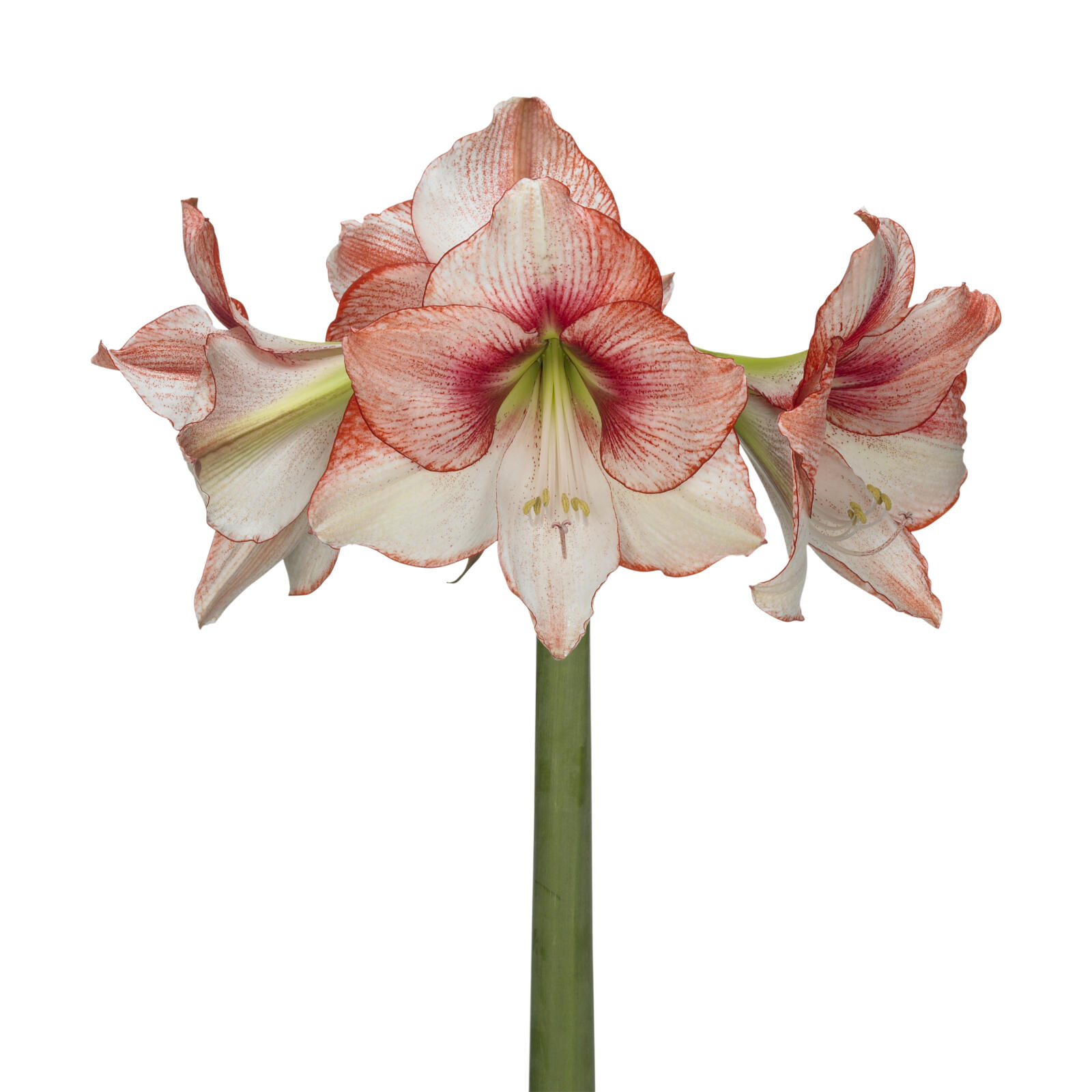 Amaryllis Showmaster