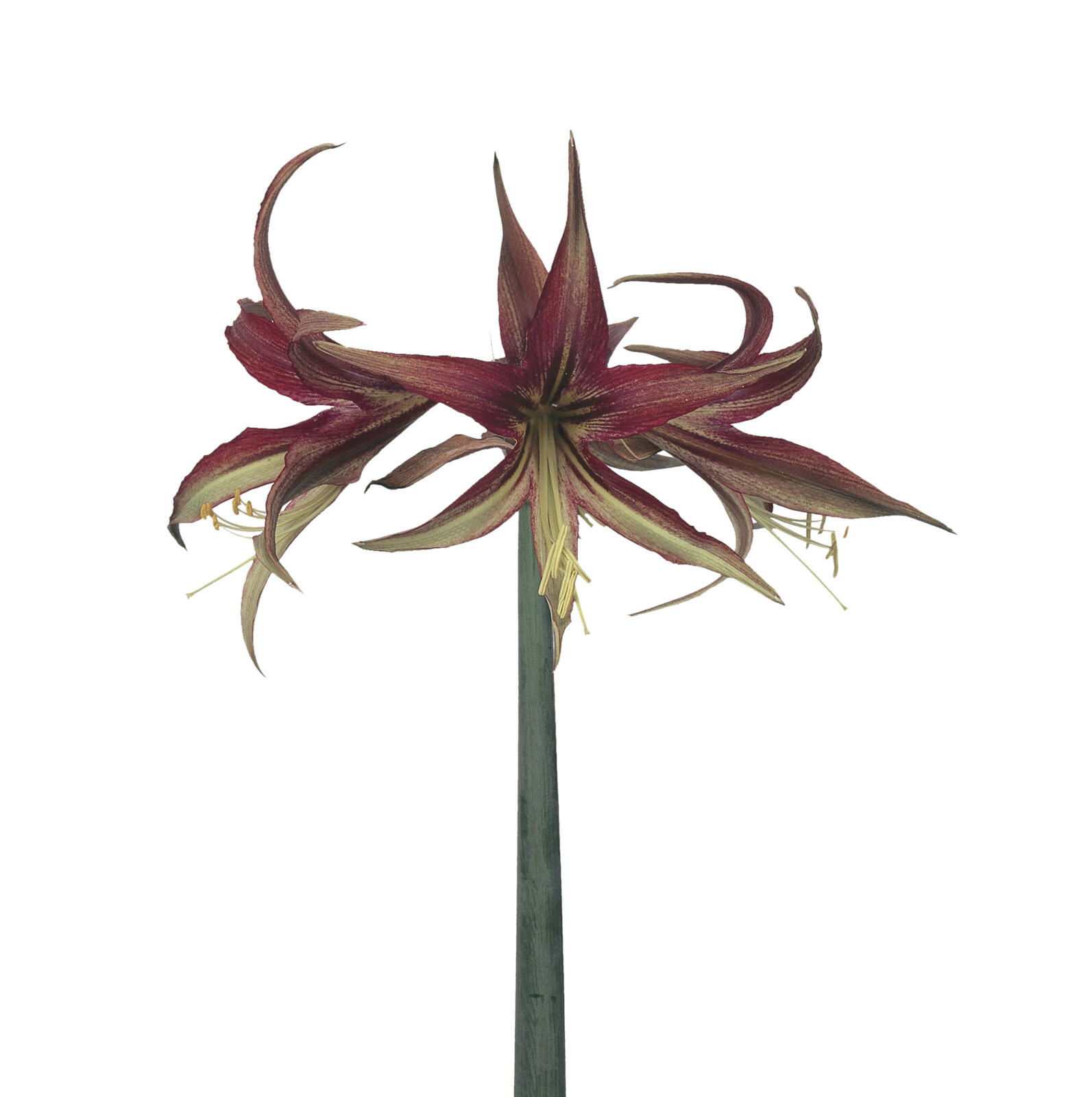 Amaryllis Tango