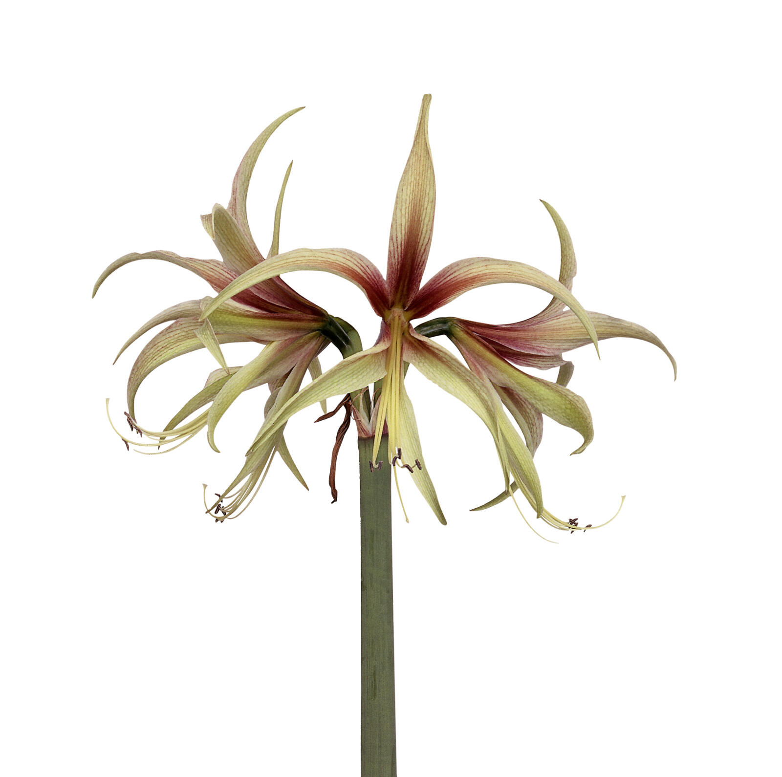 Amaryllis Tarantula