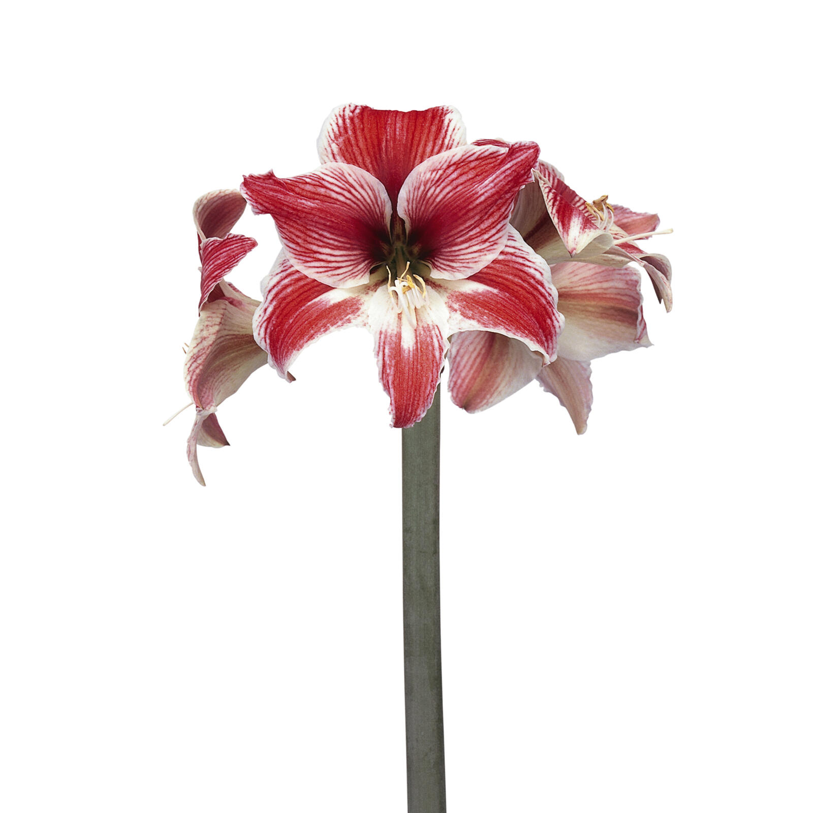 Amaryllis Twinkle Star