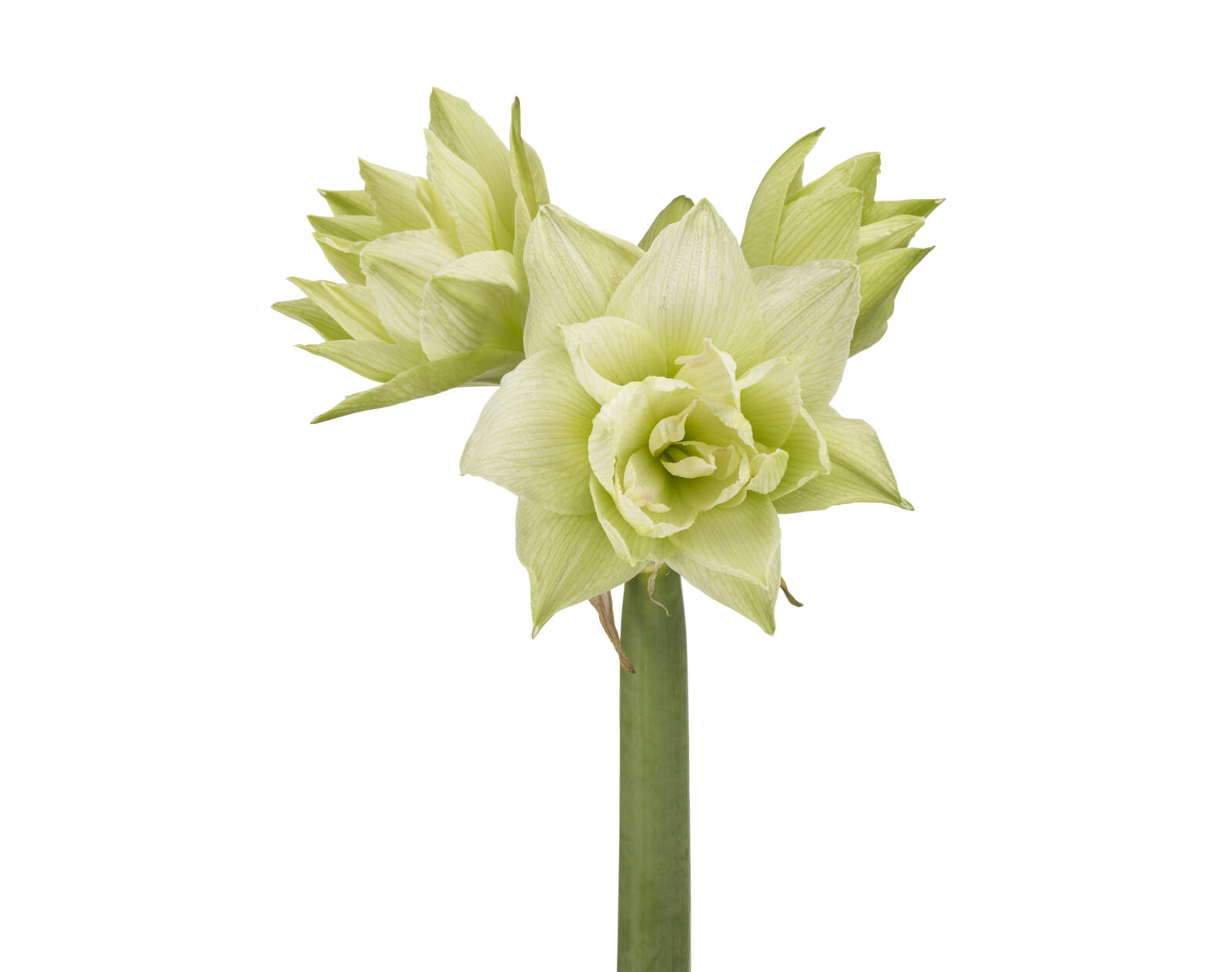 Amaryllis White Glory