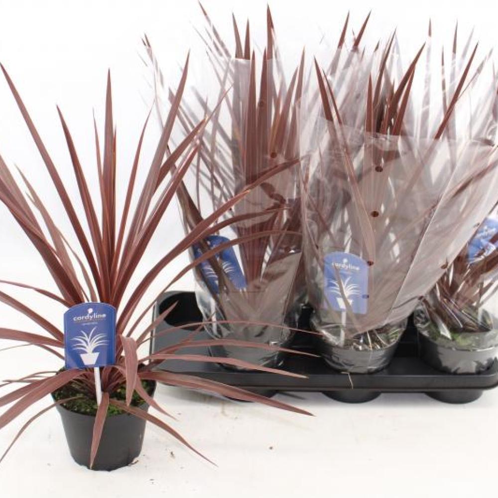 ende-flowers-cordyline-australis-redstar.jpg