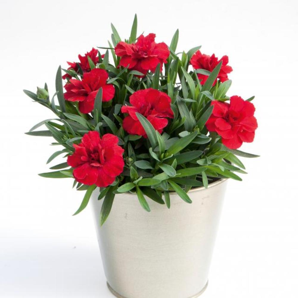 ende-flowers-dianthus-cherry.jpg