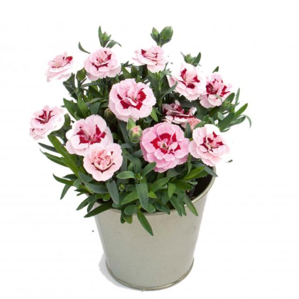 ende-flowers-dianthus-oscar-purple-star.jpg