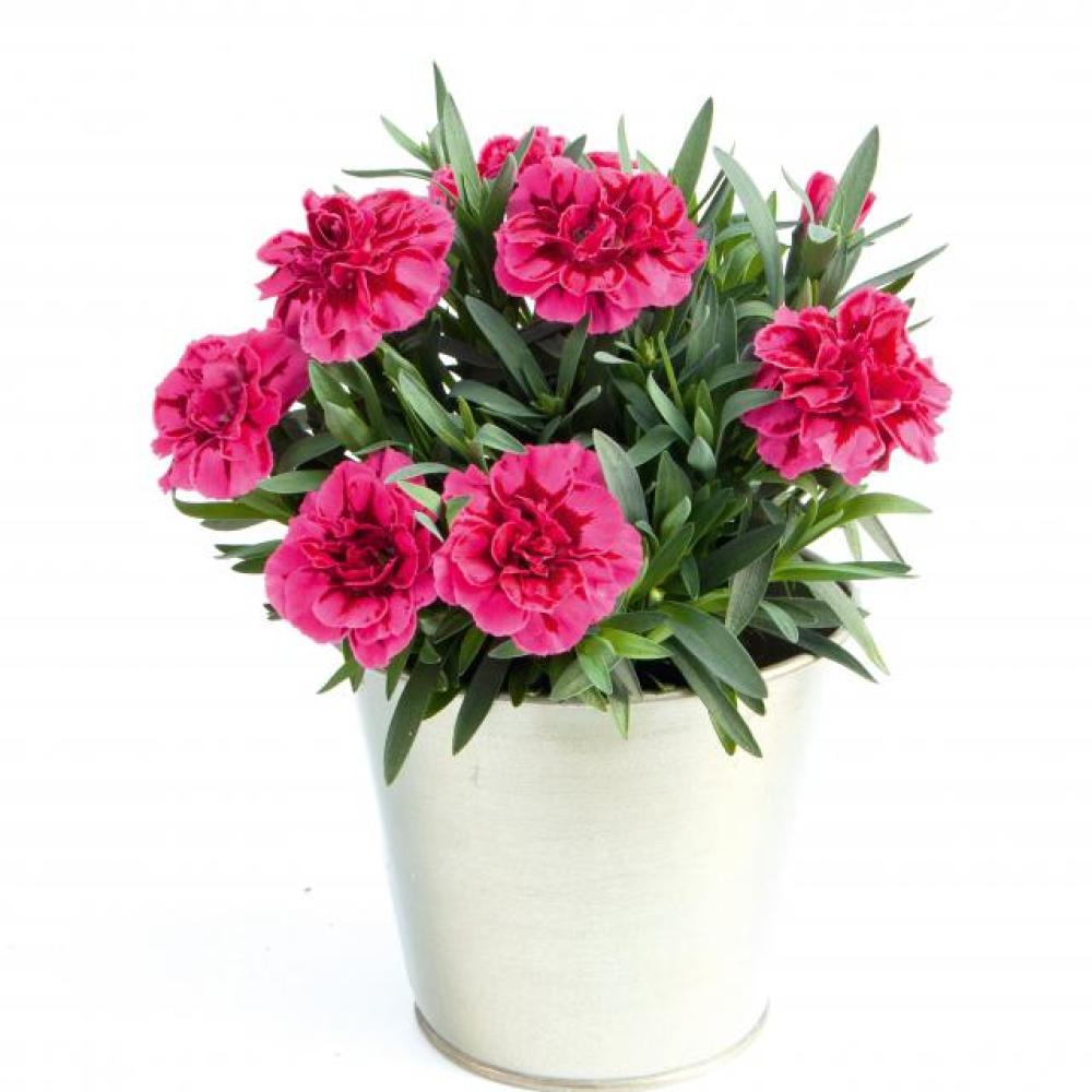 ende-flowers-dianthus-oscar-purple-wings.jpg