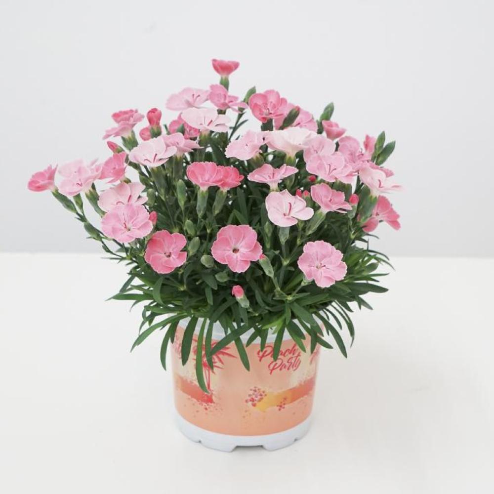 ende-flowers-dianthus-peach-party.jpg