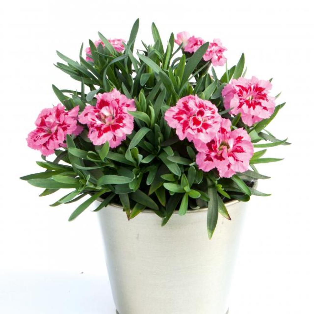 ende-flowers-dianthus-pink-purple.jpg