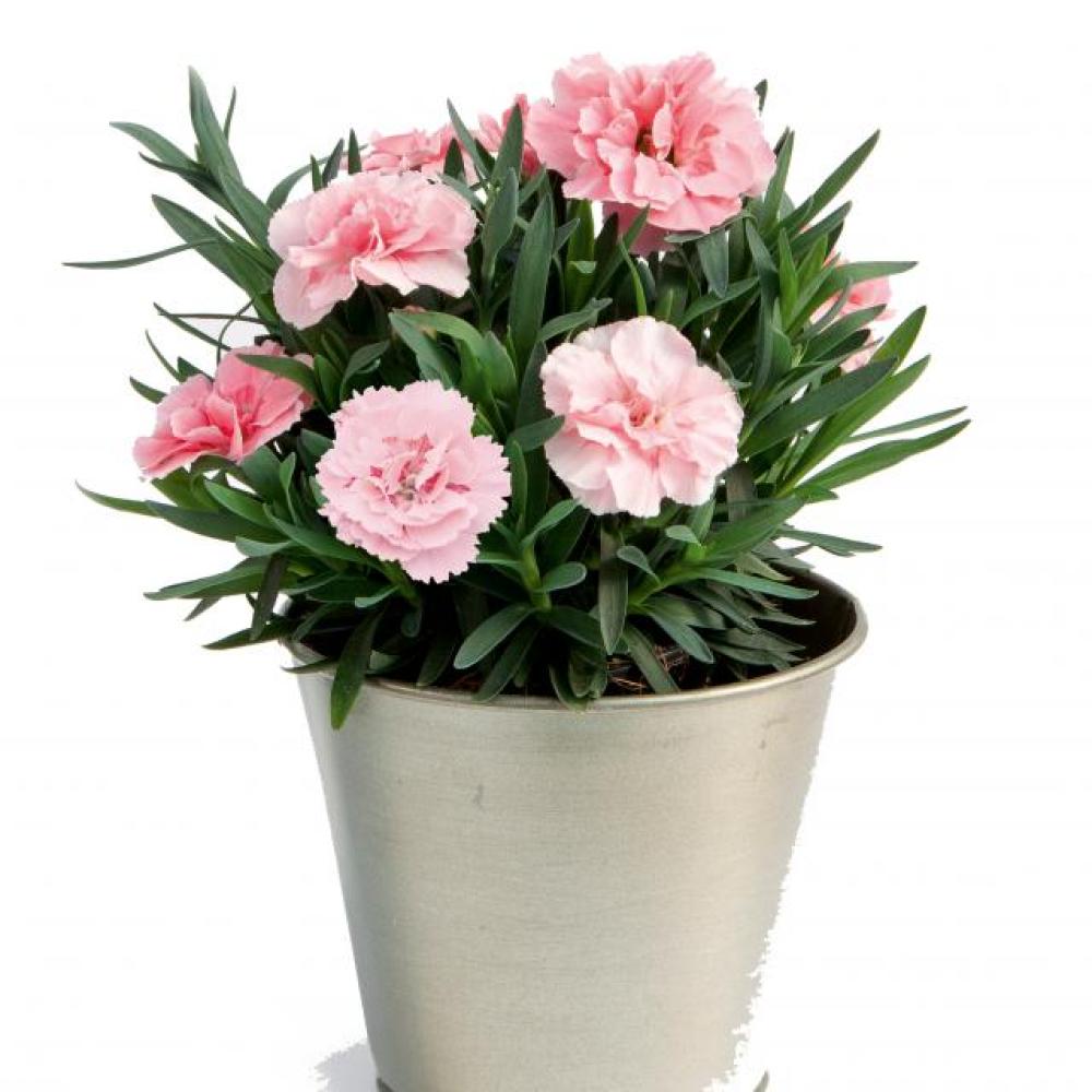 ende-flowers-dianthus-pink.jpg