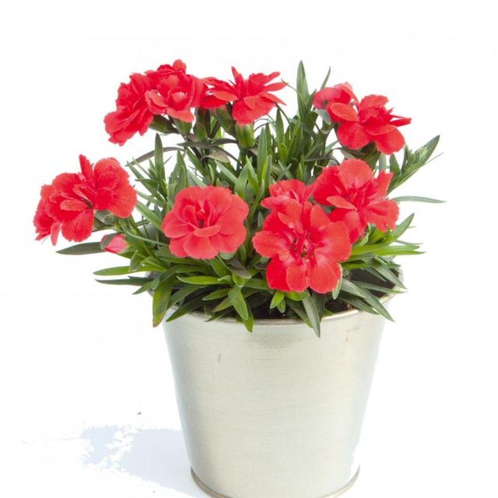 ende-flowers-dianthus-red.jpg