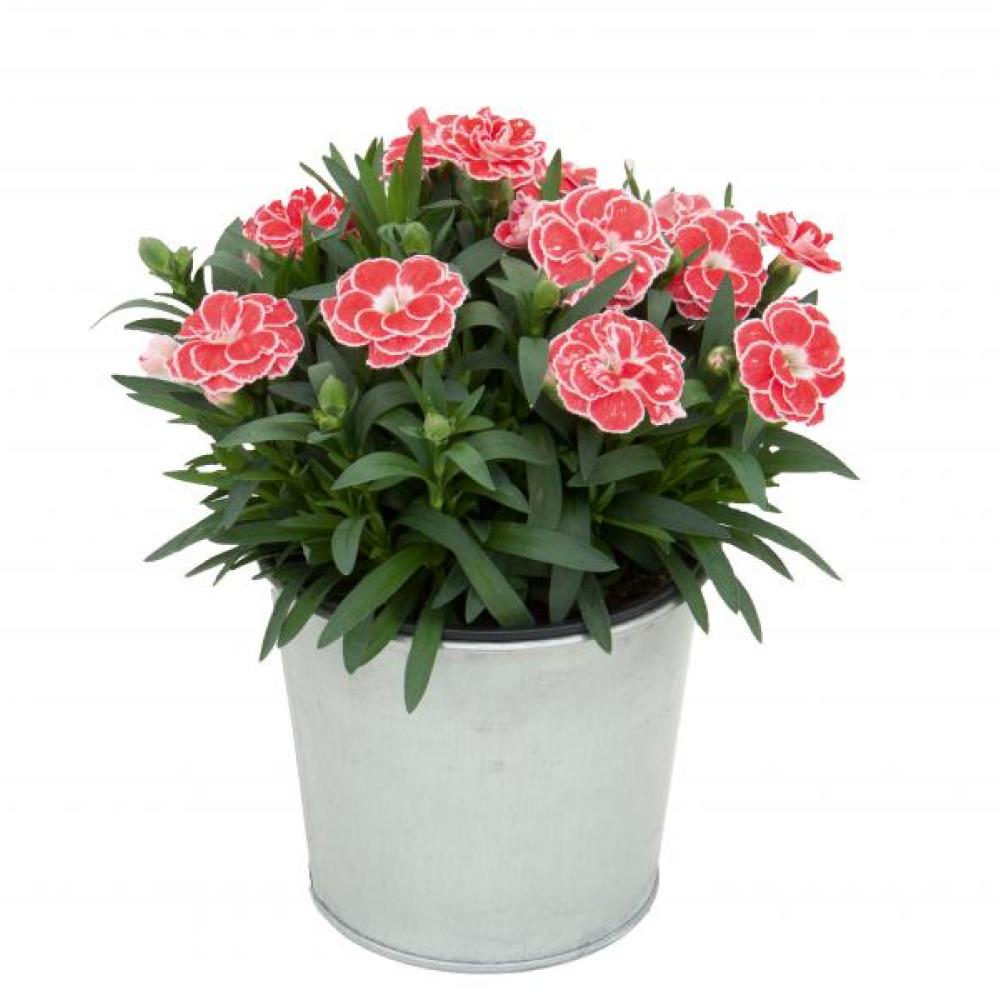 ende-flowers-dianthus-white-red.jpg