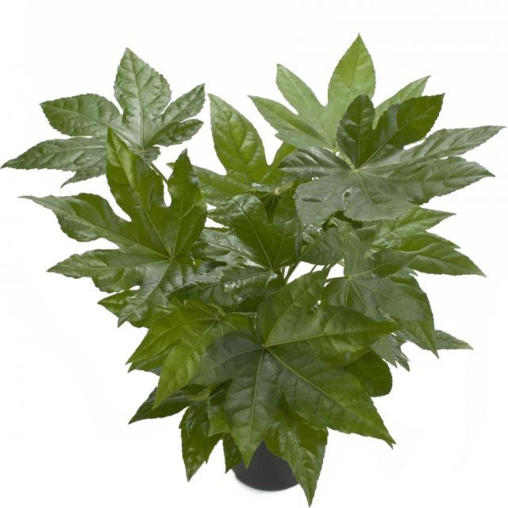 ende-flowers-fatsia-japonica.jpg