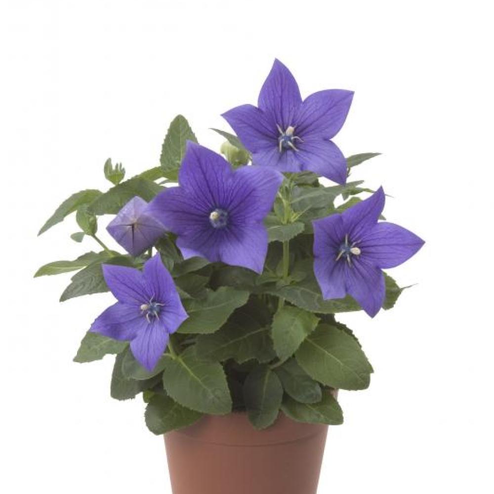 ende-flowers-platycodon-astra-blue.jpg