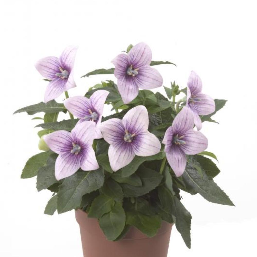 ende-flowers-platycodon-astra-pink.jpg