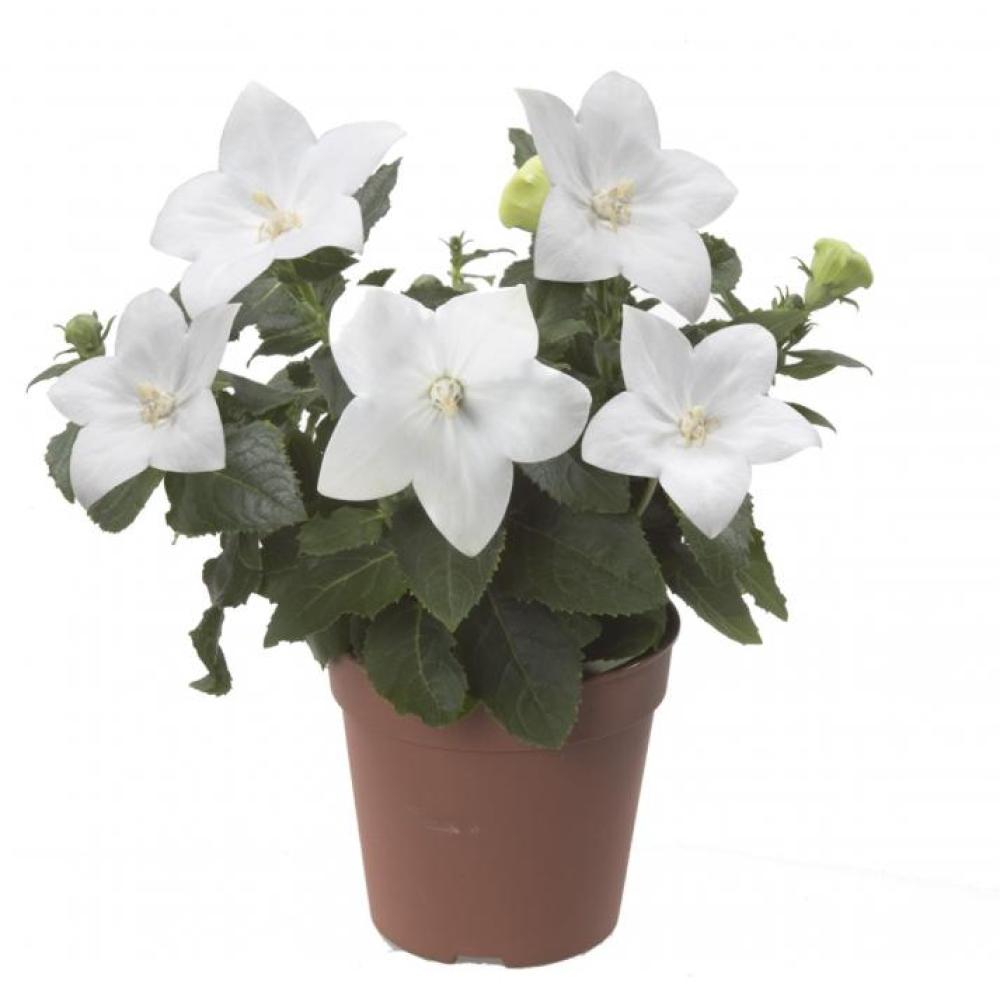ende-flowers-platycodon-astra-white.jpg