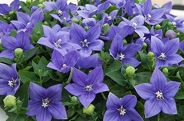 ende-flowers-platycodon-astra-blue-ster.jpg