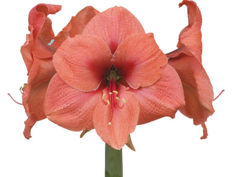 ende-flowers-amaryllis-bouquet.jpg