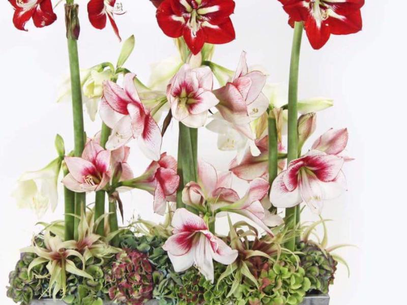 inspiratie-5-angelica-lacarbonara.jpg
