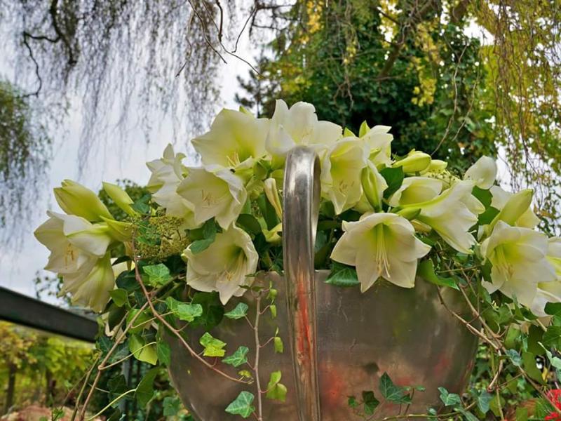 inspiratie-8-amaryllis-mont-blanc-2.jpg