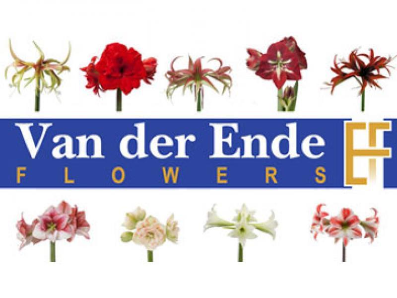 vanderende-amaryllis.jpg