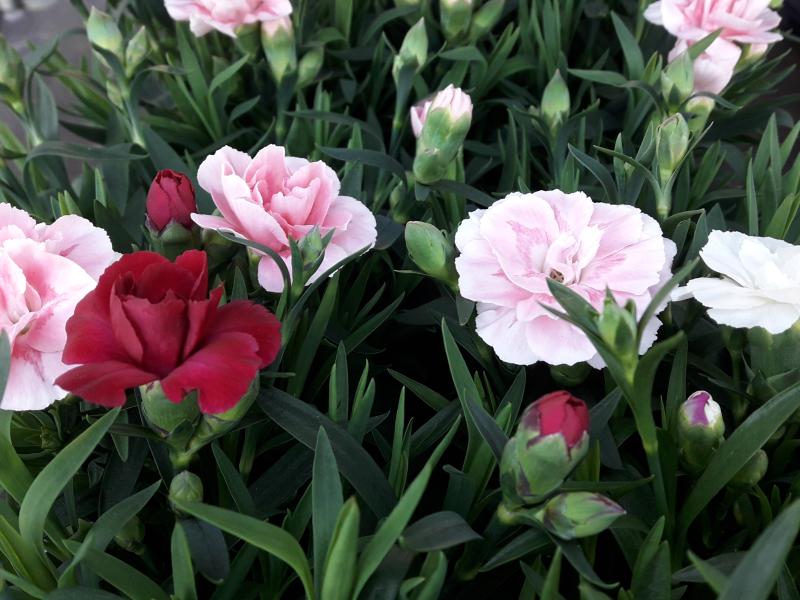 Dianthus mix